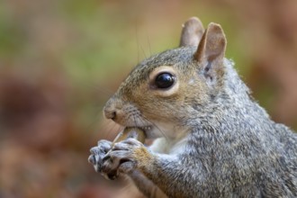 Grey squirrel (Sciurus carolinensis) adult animal eating an acorn, England, United Kingdom