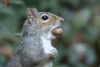Grey squirrel (Sciurus carolinensis) adult animal with an acorn nut in its mouth, England, United