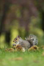 Grey squirrel (Sciurus carolinensis) adult animal feeding on sweet chestnut nuts in a woodland in