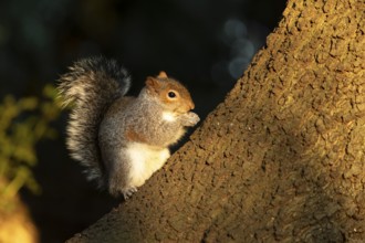 Grey squirrel (Sciurus carolinensis) adult animal eating a nut on a tree trunk in a woodland,
