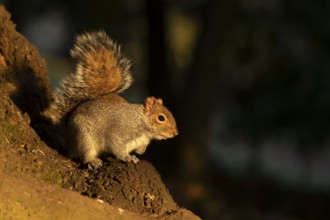 Grey squirrel (Sciurus carolinensis) adult animal on a tree log in a woodland, England, United