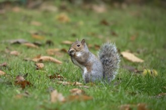 Grey squirrel (Sciurus carolinensis) adult animal feeding on fungi in autumn, England, United
