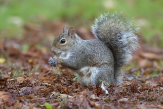 Grey squirrel (Sciurus carolinensis) adult animal eating an acorn in autumn, England, United