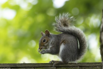 Grey squirrel (Sciurus carolinensis) adult animal eating a walnut tree nut on a wooden garden