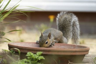 Grey squirrel (Sciurus carolinensis) adult animal drinking water from a garden plant pot saucer in