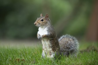 Grey squirrel (Sciurus carolinensis) adult animal standing on grass, England, United Kingdom