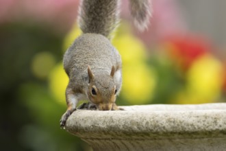 Grey squirrel (Sciurus carolinensis) adult animal drinking water from a garden bird bath in summer,