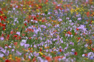 Species-rich colourful flowering meadow with musk mallow (Malva moschata) and poppy (Papaver