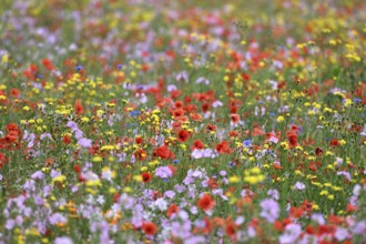 Species-rich colorful blooming meadow, Lower Rhine, North Rhine-Westphalia, Germany