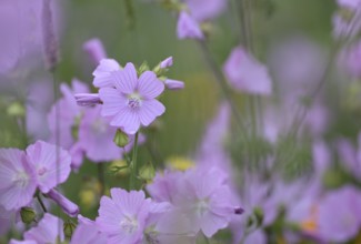 Species-rich, colourful flowering meadow with musk mallow (Malva moschata), Lower Rhine, North
