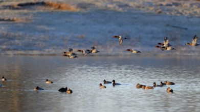 Common Pochard (Aythya ferina), flying flock, Lower Rhine, North Rhine-Westphalia, Germany
