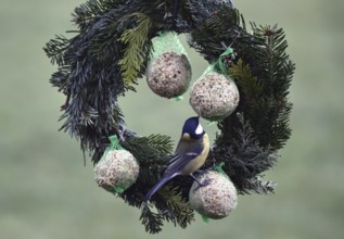 Great tits (Parus major) eating tit dumplings at the feeder, Schleswig-Holstein, Germany