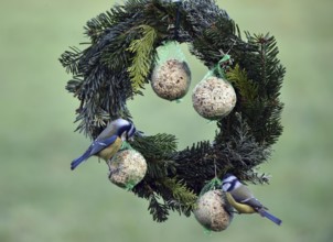 Blue tits (Cyanistes caeruleus) eating tit dumplings at the feeder, Schleswig-Holstein, Germany