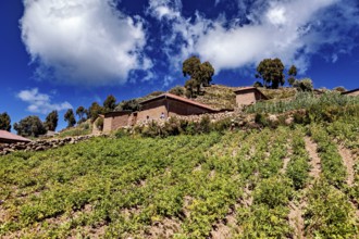 Agricultural fields on a hill under a sky full of white clouds, the countryside and farmhouses on