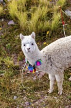 A curious alpaca with a colorful necklace looks at the camera surrounded by grass, A white llama on