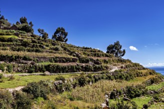 Terraced fields stretch over hilly terrain under a bright blue sky, lined with tall trees, the