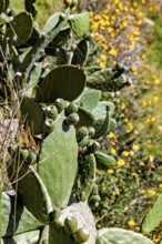 Cacti with yellow flowers in sunny, dry environments, prickly pear cactus on Taquile Island in Lake