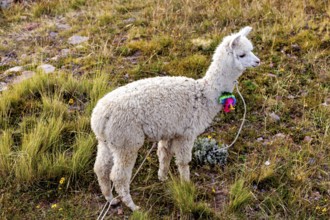 A white alpaca stands in a green field, decorated with a colorful necklace, A white llama on the