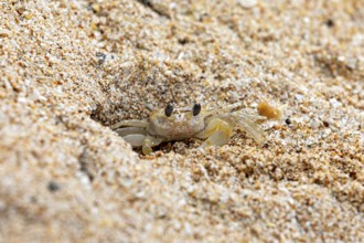 Small crab partially hiding in the sandy ground, A ghost crab (genus Ocypode) on the beach near