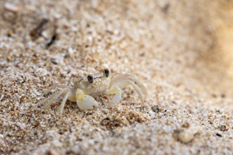 A small crab explores the sandy beach area, A ghost crab (genus Ocypode) on the beach near Koggala