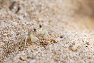 Crab sits quietly on sandy ground with attentive eyes, A ghost crab (genus Ocypode) on the beach