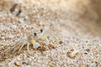 Small crab sits on sandy ground on the beach, A ghost crab (genus Ocypode) on the beach near