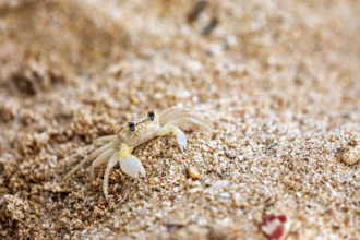 A small crab crawls across the sandy beach floor, A ghost crab (genus Ocypode) on the beach near