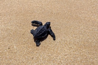 A young sea turtle crawls across a sunny sandy beach, a newly hatched sea turtle on a beach near