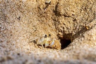 Crab looking curiously out of a sand hole in the beach area, A ghost crab (genus Ocypode) on the