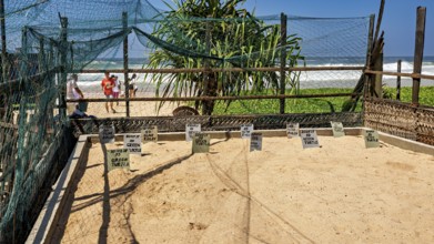A sunny beach with signs and nets near the ocean, surrounded by palm trees and people, sea turtle