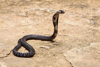A cobra slithers on sandy ground. The scene appears calm and natural, the spectacled snake (well,