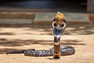 Erect cobra on the ground. The body casts a clear shadow, which adds drama to the scene, The
