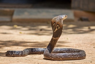 An erect cobra on sandy ground. The body is curved in a powerful position, the spectacled snake