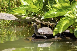 A turtle sits on a tree trunk in a pond, surrounded by green plants, The Sri Lanka black turtle