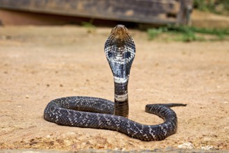 An erect cobra on sandy ground in a typical threatening posture, the spectacled snake (well, well)