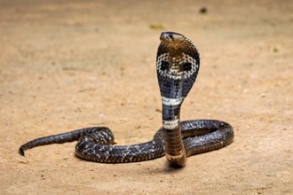 An erect cobra on sandy ground. The pose looks menacing and majestic, the spectacled snake (well,