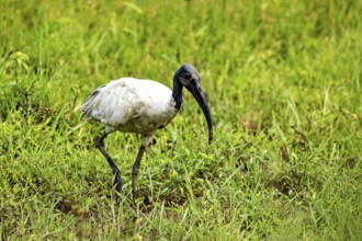 A bird with a long beak searches for food in a green meadow, A black-headed ibis (Threskiornis