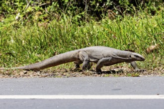 A monitor lizard crawls along the roadside, surrounded by green vegetation, Bengal monitor lizard