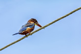 Kingfisher sitting on a cable against a clear blue sky, A brown kingfisher (Halcyon smyrnensis) in