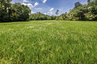 Lush green rice field surrounded by trees under blue sky with scattered clouds, A rice field in Sri