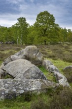 Glan Bride, Glander Steine, megalite grave, megalite culture, Dötlingen, Lower Saxony, Germany