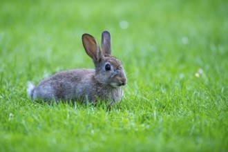 Wild rabbit, Oryctolagus cuniculus, Vechta, Lower Saxony, Germany