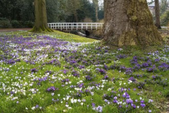 Crocuses (Crocus) in bloom in the castle park in Oldenburg, Oldenburg, Lower Saxony, Germany