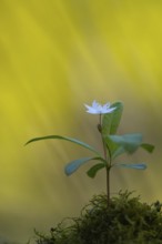 Seven-star (Trientalis europaea), Dötlingen, Lower Saxony, Germany