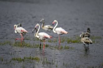 Pink flamingos (Phoenicopterus roseus) in a lagoon, Makgadikgadi Pans National Park, Central