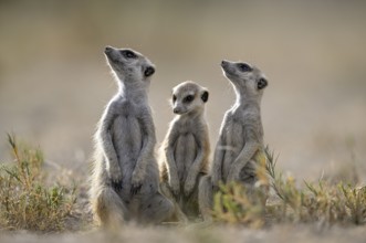 Meerkats or suricates (Suricata suricatta), Makgadikgadi Salt Pans, Makgadikgadi Pans National