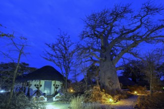 Baobab tree (Adansonia digitata), blue hour, Planet Baobab, lodge near the village of Gweta,