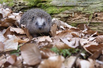 Hedgehog (Erinaceidae) on the forest floor looking for winter quarters, Cloppenburg, Lower Saxony,