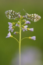 Aurora butterfly (Anthocharis cardamines) on meadowfoam, Vechta, Lower Saxony, Germany