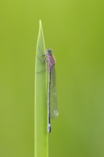 Blue-tailed damselfly (Ischnura elegans), Ahlhorn, Lower Saxony, Germany